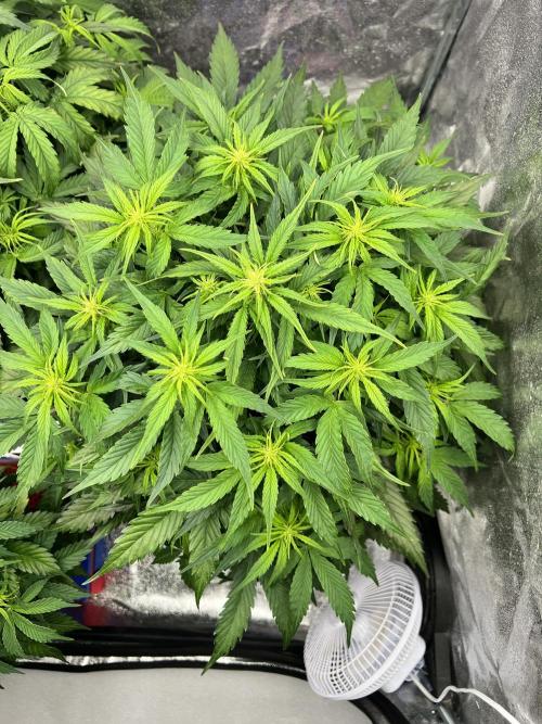 Nuka seeds Gorilla Auto. Week 8 - 2