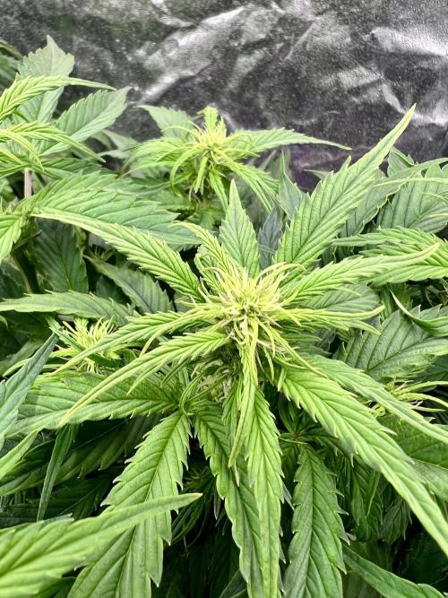 Nuka seeds Gorilla Auto. Week 8 - 2