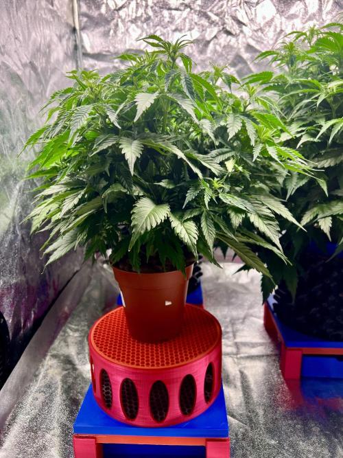 Nuka seeds Gorilla Auto. Week 8 - 3