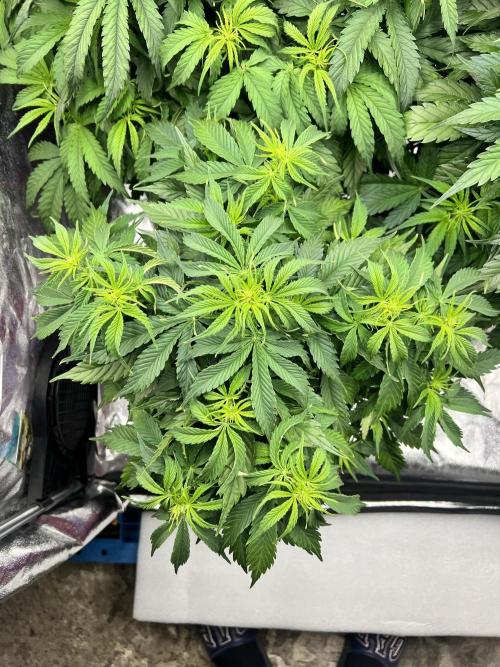 Nuka seeds Gorilla Auto. Week 8 - 3