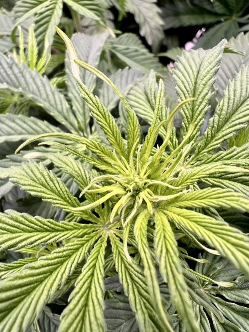 Nuka seeds Gorilla Auto. Week 8 - 3