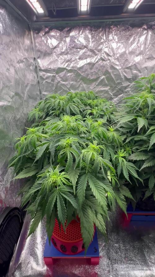 Nuka seeds Gorilla Auto