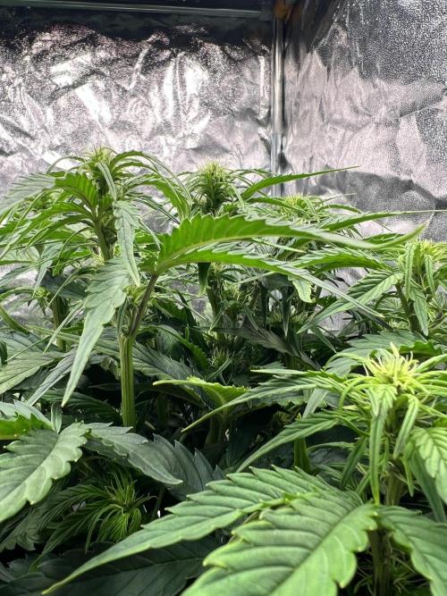 Nuka seeds Gorilla Auto. Week 8 - Plant 3, Fragrant Hairy
