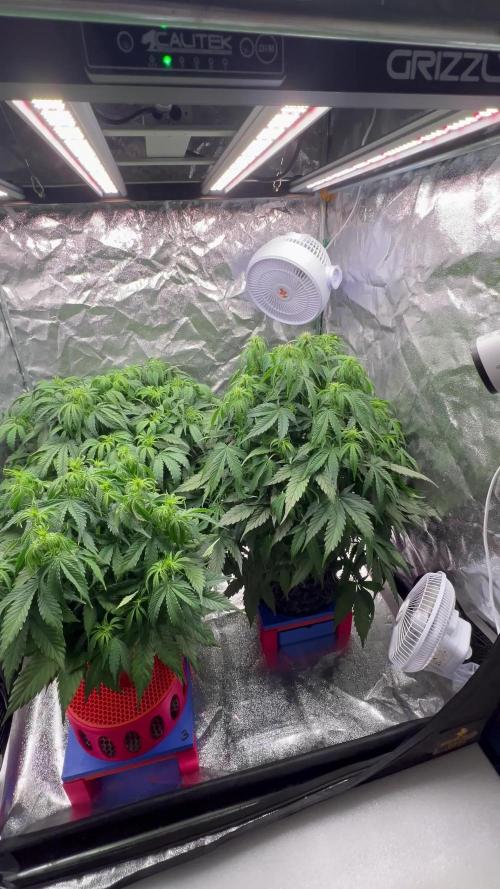 Nuka seeds Gorilla Auto