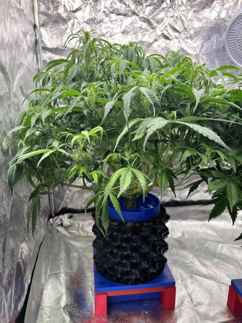 Nuka seeds Gorilla Auto. Week 9 - 1