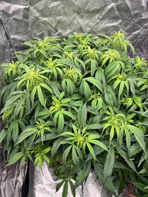 Nuka seeds Gorilla Auto. Week 9 - 1