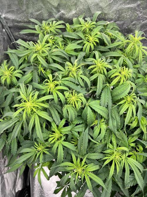Nuka seeds Gorilla Auto. Week 9 - 1