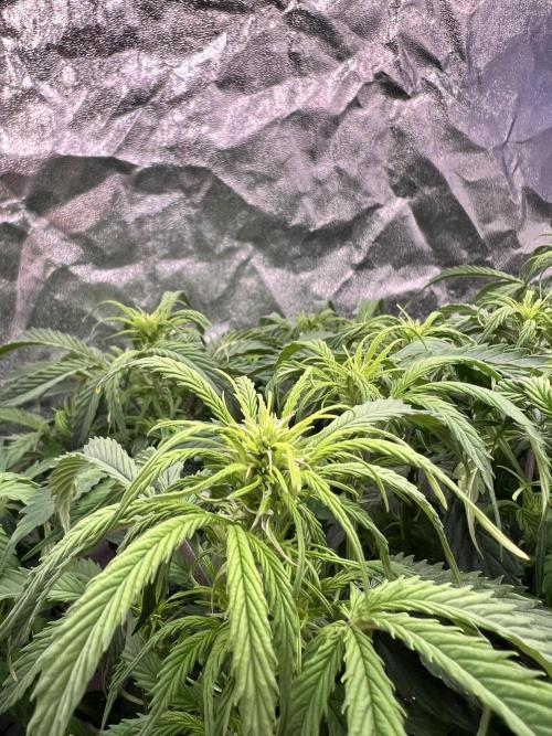 Nuka seeds Gorilla Auto. Week 9 - 1
