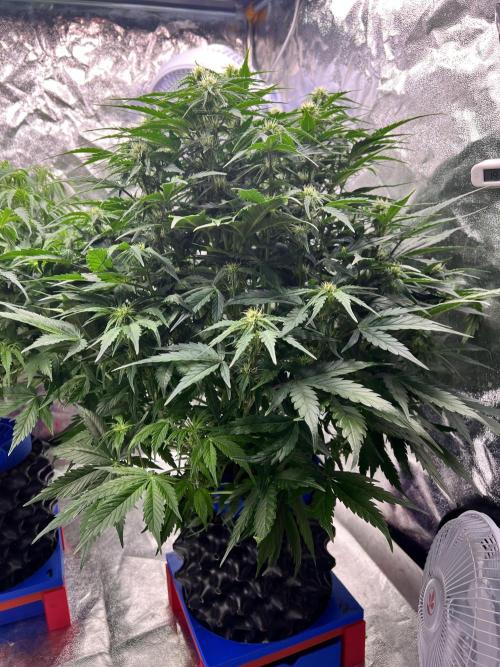 Nuka seeds Gorilla Auto. Week 9 - 2