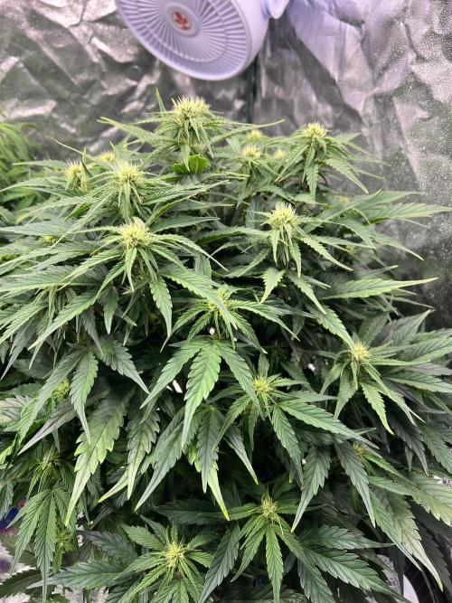 Nuka seeds Gorilla Auto. Week 9 - 2
