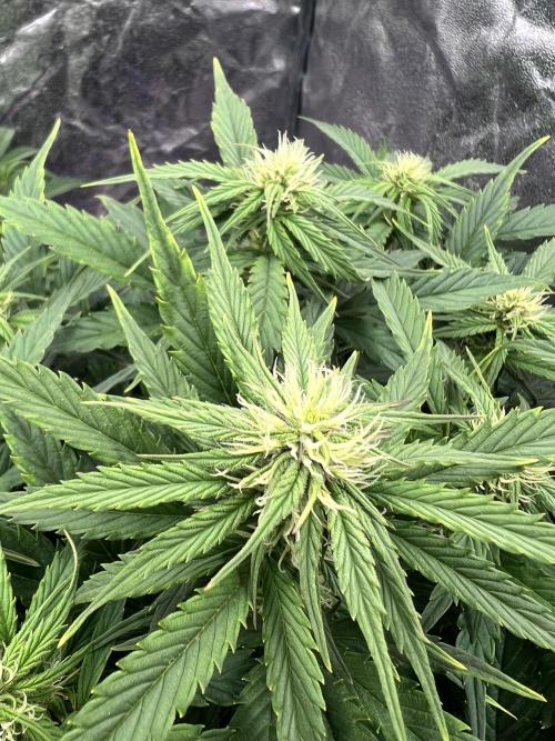 Nuka seeds Gorilla Auto. Week 9 - 2