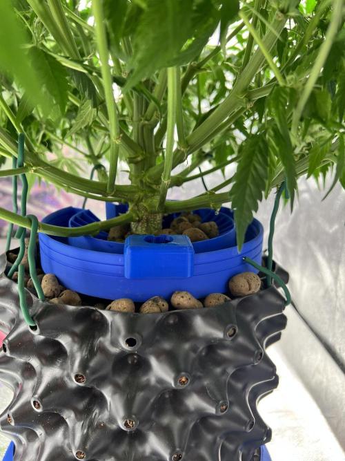 Nuka seeds Gorilla Auto. Week 9 - 2