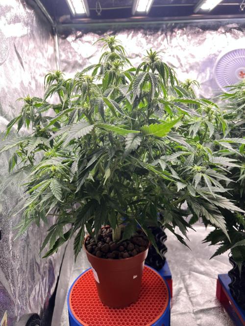 Nuka seeds Gorilla Auto. Week 9 - 3
