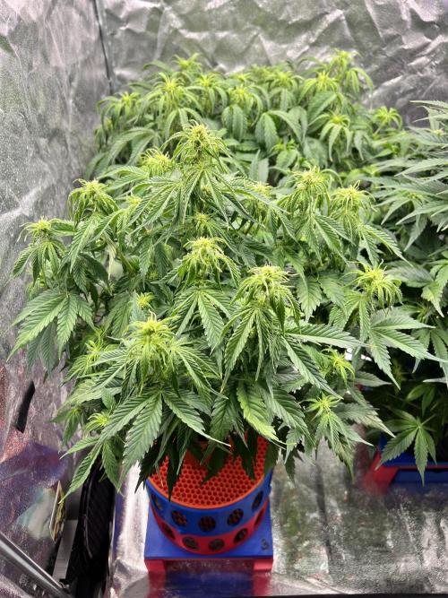 Nuka seeds Gorilla Auto. Week 9 - 3