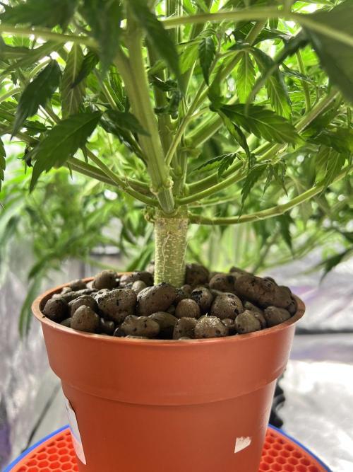 Nuka seeds Gorilla Auto. Week 9 - 3