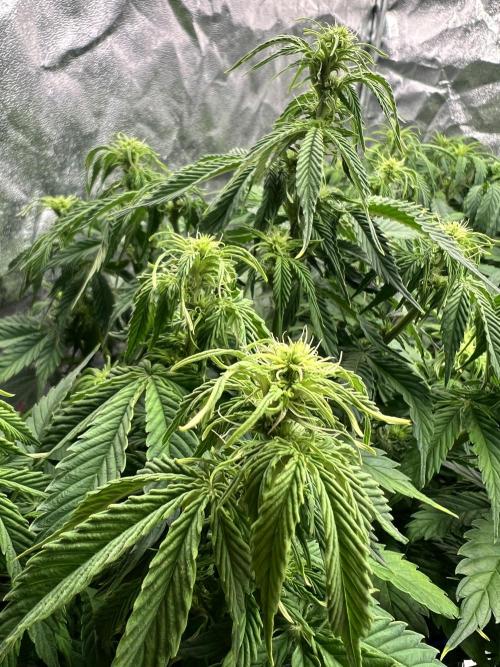 Nuka seeds Gorilla Auto. Week 9 - 3