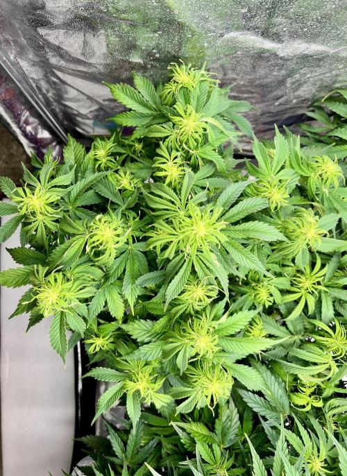 Nuka seeds Gorilla Auto. Week 9 - 3