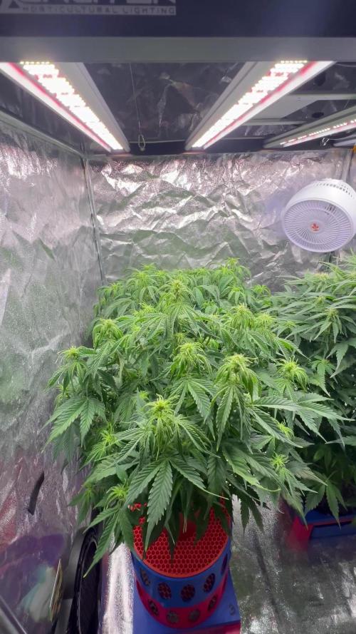Nuka seeds Gorilla Auto
