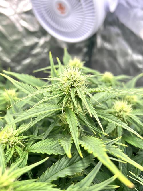 Nuka seeds Gorilla Auto. Week 9 - 3