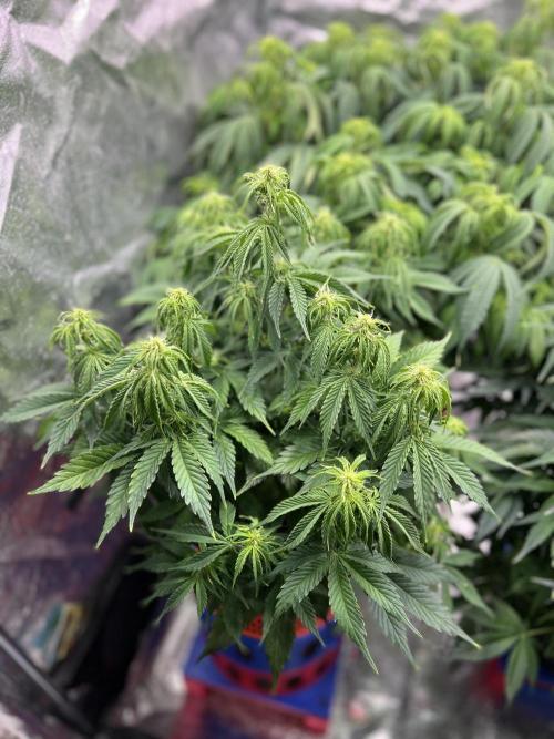 Nuka seeds Gorilla Auto. Week 9 - 3