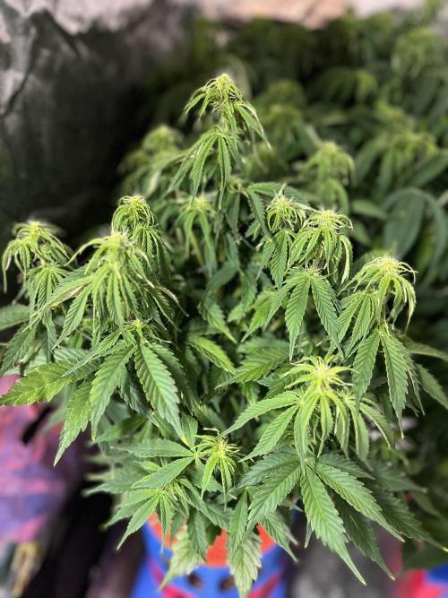 Nuka seeds Gorilla Auto. Week 9 - 3