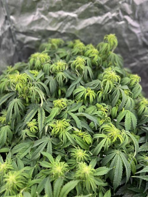 Nuka seeds Gorilla Auto. Week 9 - 1
