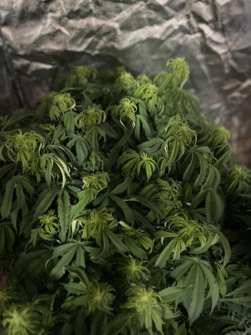 Nuka seeds Gorilla Auto. Week 9 - 1