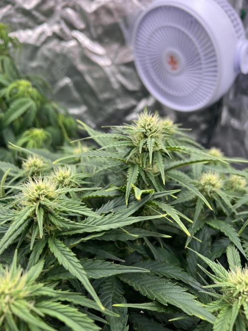 Nuka seeds Gorilla Auto. Week 9 - 2