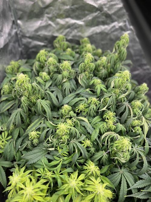 Nuka seeds Gorilla Auto. Week 10 - 1