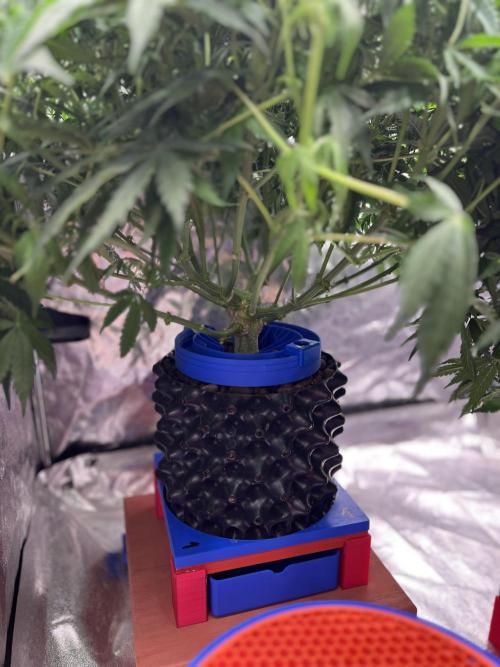 Nuka seeds Gorilla Auto. Week 10 - 1