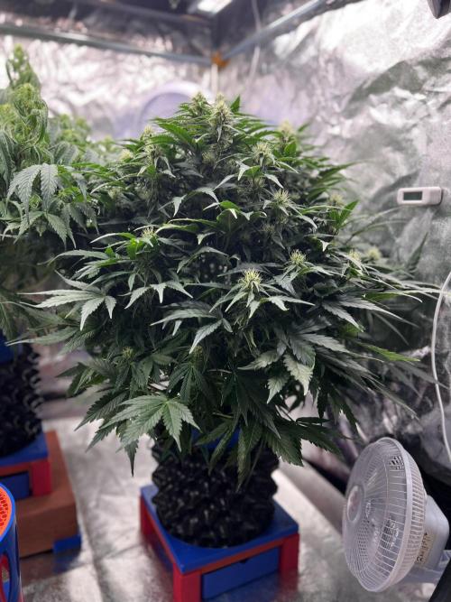 Nuka seeds Gorilla Auto. Week 10 - 2