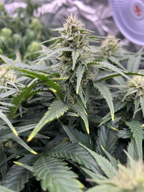 Nuka seeds Gorilla Auto. Week 10 - 2