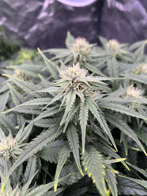 Nuka seeds Gorilla Auto. Week 10 - 2