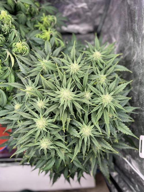 Nuka seeds Gorilla Auto. Week 10 - 2