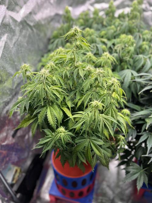 Nuka seeds Gorilla Auto. Week 10 - 3