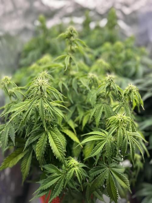 Nuka seeds Gorilla Auto. Week 10 - 3