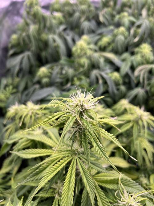 Nuka seeds Gorilla Auto. Week 10 - 3