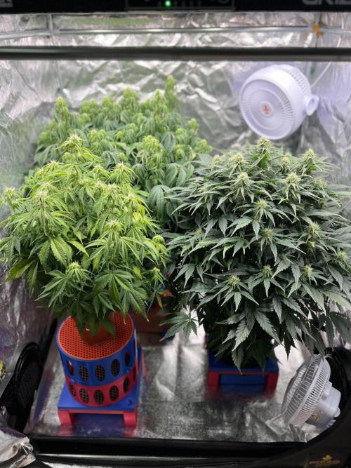 Nuka seeds Gorilla Auto. Week 10 - All