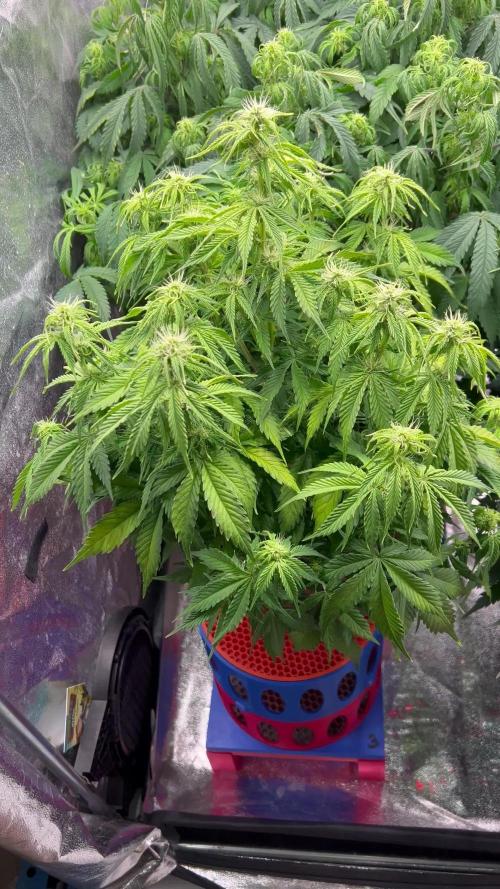 Nuka seeds Gorilla Auto