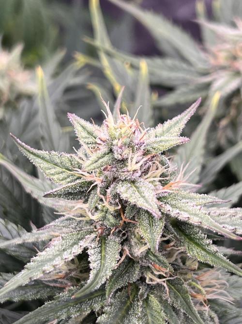 Nuka seeds Gorilla Auto. Week 10 - Plant 2
