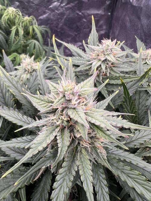 Nuka seeds Gorilla Auto. Week 10 - Plant 2
