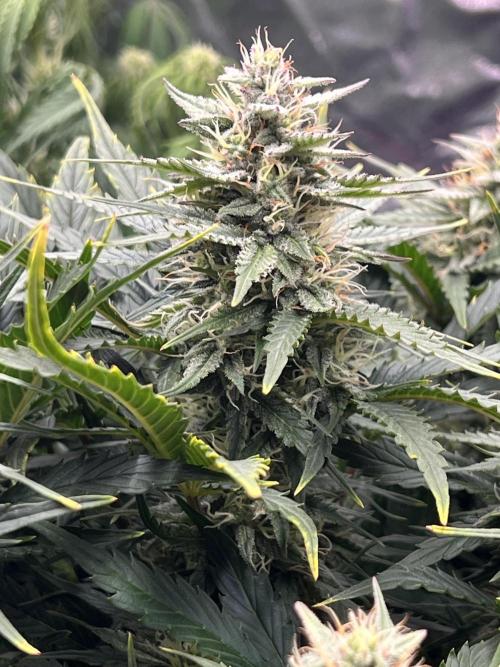 Nuka seeds Gorilla Auto. Week 10 - Plant 2