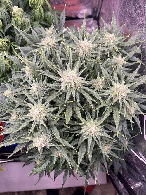 Nuka seeds Gorilla Auto. Week 10 - Plant 2
