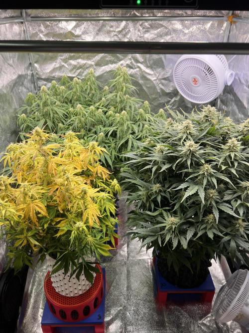 Nuka seeds Gorilla Auto. Week 11 - All
