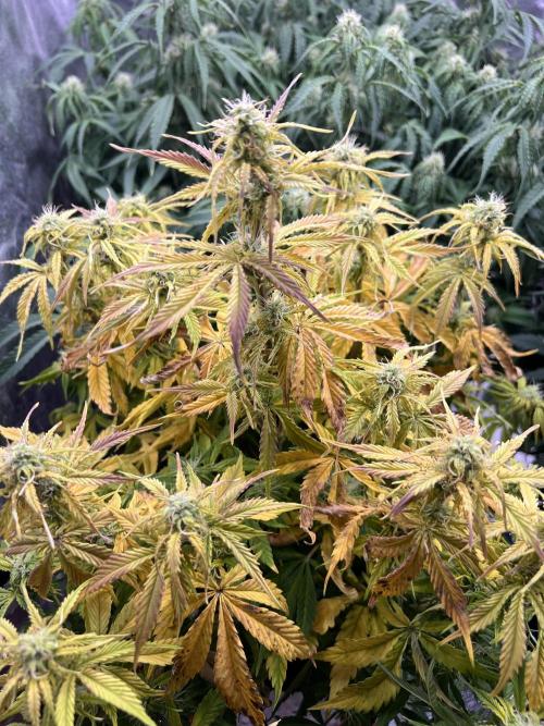 Nuka seeds Gorilla Auto. Week 11 - 3