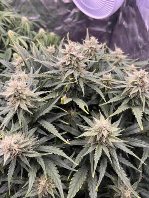 Nuka seeds Gorilla Auto. Week 11 - 2