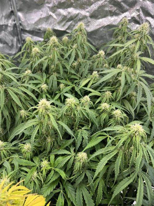Nuka seeds Gorilla Auto. Week 11 - 1