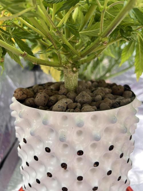 Nuka seeds Gorilla Auto. Week 11 - 3