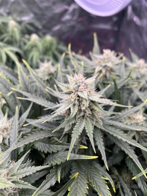 Nuka seeds Gorilla Auto. Week 11 - 2