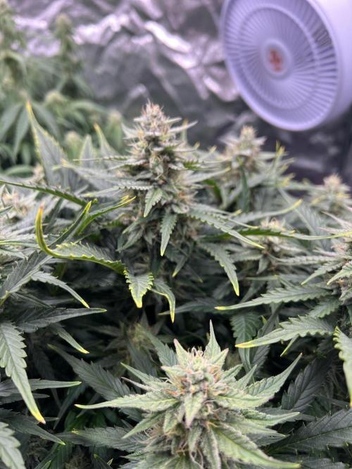 Nuka seeds Gorilla Auto. Week 11 - 2